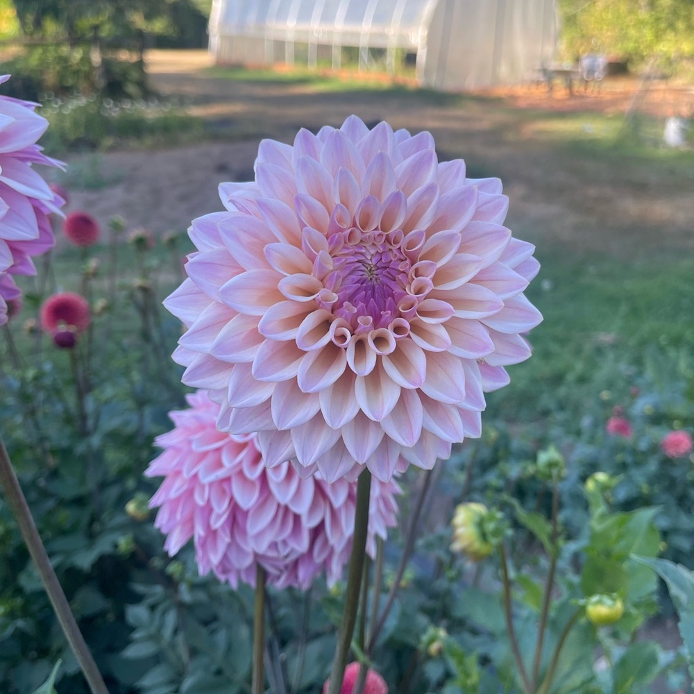Castle Drive Dahlia Tuber